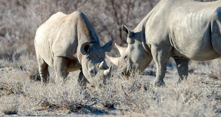 Mother and young rhino feeding on sparse shrubs in the arid bushveld