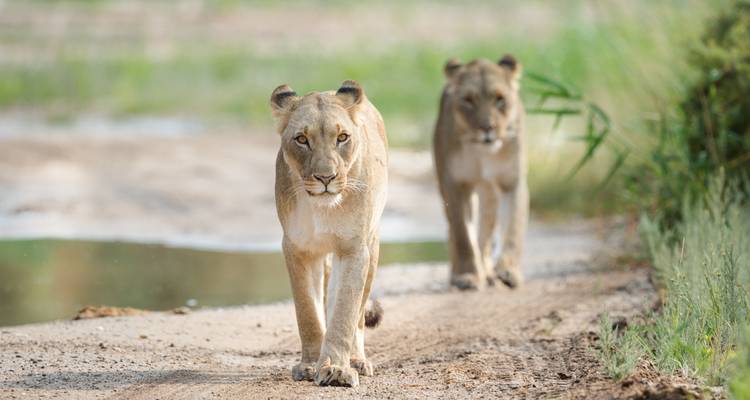 Pair of focused lionesses padding down a sandy game-reserve track with green reeds and water nearby