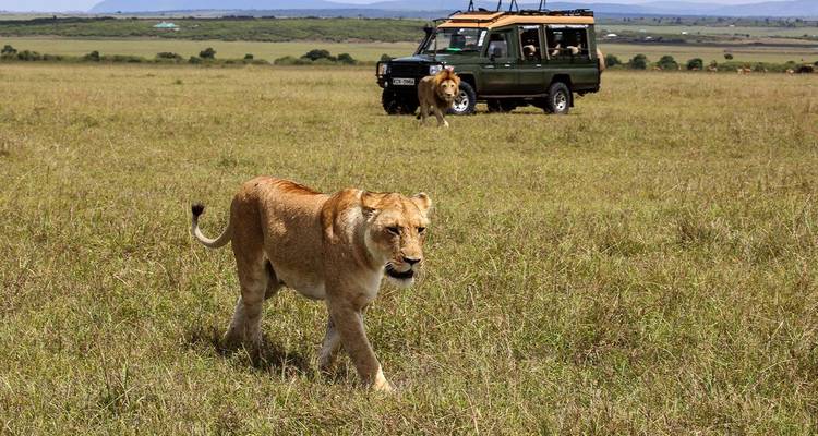 Lioness walking through tall grass with safari jeep and another lion in background.