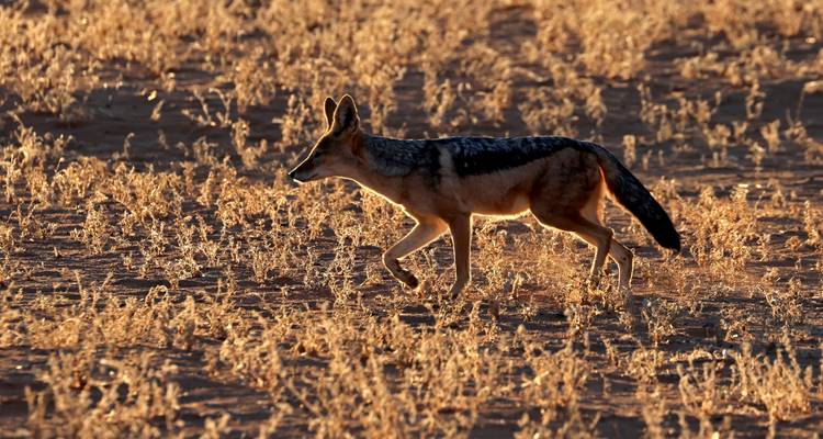 A jackal lit by low sunlight moves gracefully through dry desert vegetation.