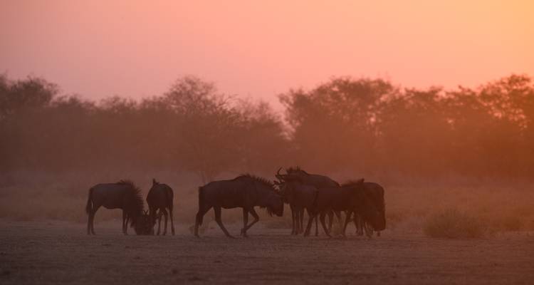 Silhouettes of wildebeest move through dusty savanna grasslands in a warm orange sunset haze.
