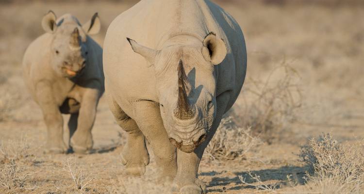 Close-up of a black rhino mother and calf striding across a dry, open plain.