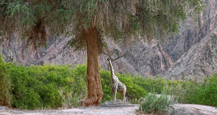 A lone giraffe stretches up to browse leaves from a tall tree in a rugged, rocky canyon setting.