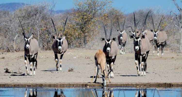 A line of gemsbok approach a waterhole while an antelope drinks, mirrored in the still surface.