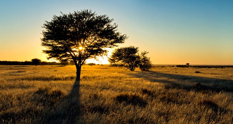 Golden sunlight filters through an acacia tree over an open grassy plain at dawn.