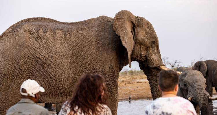 Visitors watch a large elephant at close range from the shore of a watering hole.