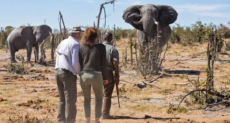 Guided walking safari participants observe elephants among dry scrub and fallen trees.