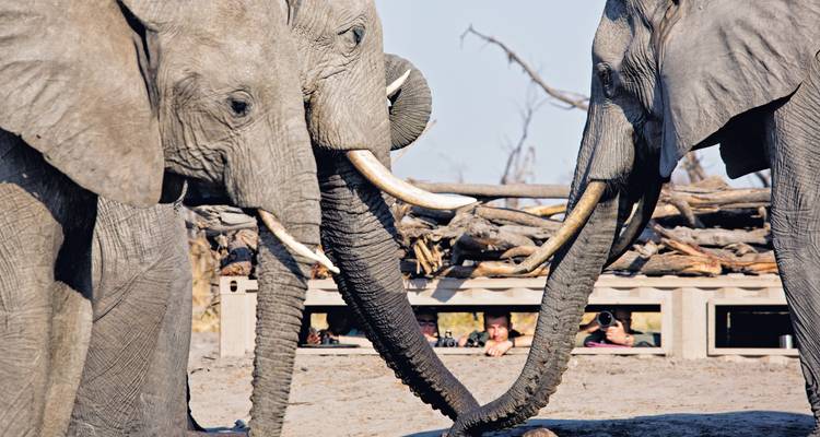 Elephants' trunks frame visitors peering from a ground-level hide constructed of logs.