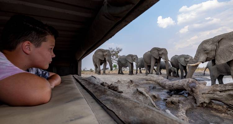 A boy watches a herd of elephants from inside a low photographic hide, creating an intimate wildlife encounter.