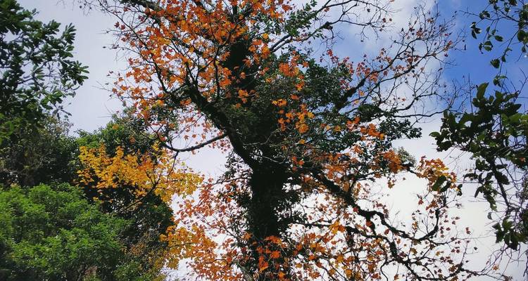 Vue ascendante de feuilles d'automne aux couleurs orange vif et jaune sur un ciel bleu