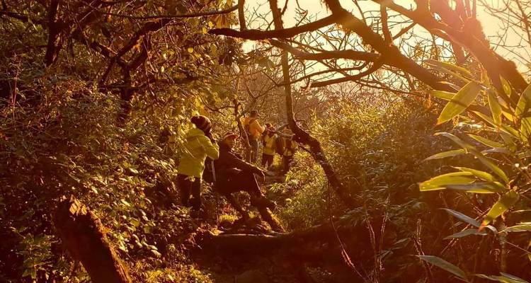 Groupe de randonneurs vêtus de vestes jaunes marchant dans une forêt dense baignée de lumière dorée