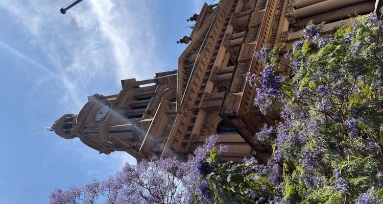 La torre del reloj de piedra arenisca del Ayuntamiento de Sídney enmarcada por jacarandás en flor contra un cielo azul.