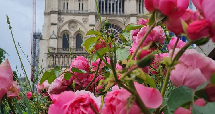 Des roses d'un rose vibrant au premier plan avec la façade de la Cathédrale Notre-Dame légèrement floue en arrière-plan.