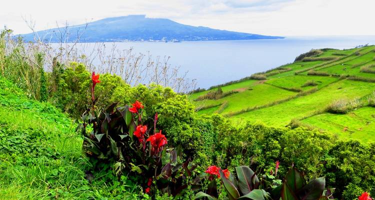 Bright red flowers frame a verdant coastal landscape with Pico Mountain across blue water.