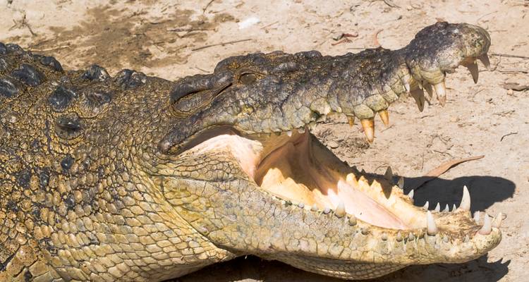 Gros plan d'un grand crocodile d'eau salée aux mâchoires ouvertes montrant ses dents acérées.