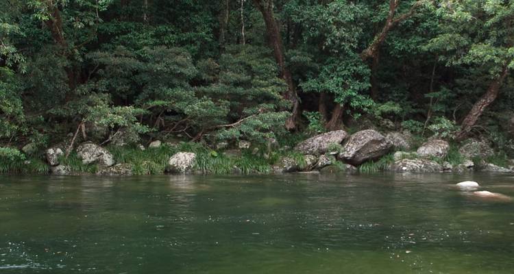Section ombragée de rivière en forêt tropicale avec des arbres surplombants et des rochers couverts de mousse.
