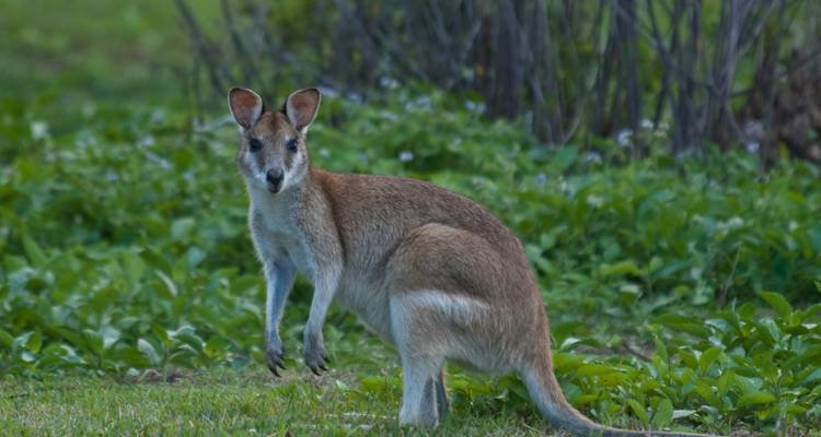 Un petit wallaby se tient alerte dans une clairière herbeuse avec un épais rideau de végétation en arrière-plan.