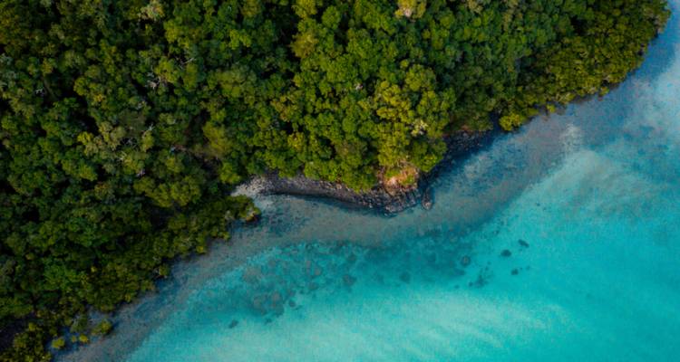 Drone shot of dense rainforest meeting bright turquoise shallows along a secluded coast.