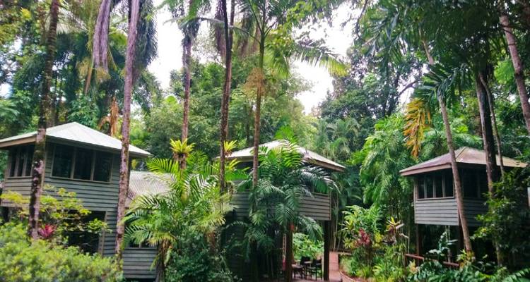 Secluded rainforest eco-lodges on stilts nestled among tall palms and dense foliage.