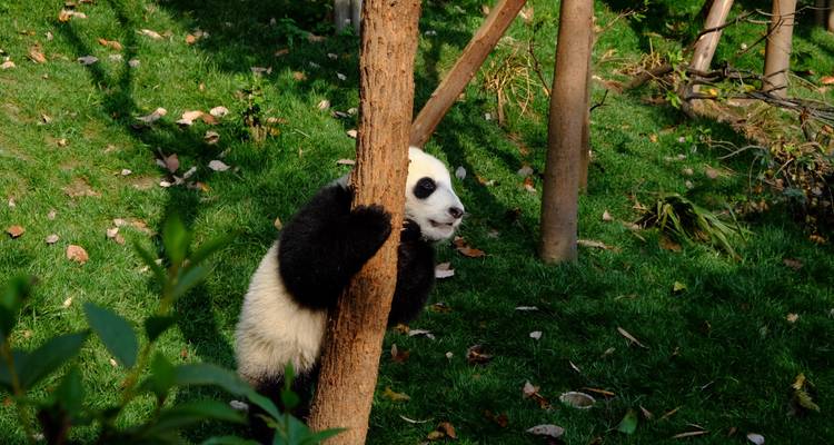 Jeune panda accroché à un arbre dans un environnement luxuriant et verdoyant.