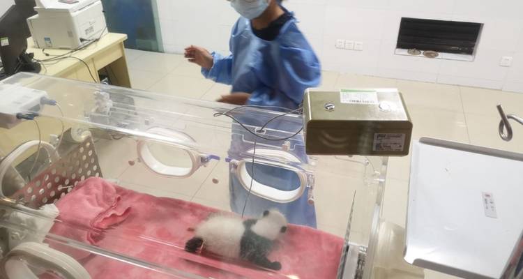 Cuidador en una guardería de pandas con un bebé panda en una incubadora.