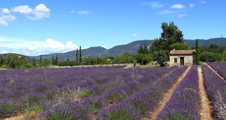 Burgundy & Provence (Avignon to Lyon, 2018) - Uniworld Boutique River Cruise Collection