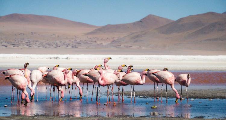 A flock of pink flamingos wades in a colourful high-altitude lagoon surrounded by arid hills.
