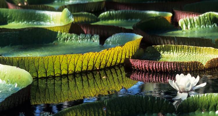 Close-up of giant green water-lily pads reflecting on calm water beside a single white blossom.