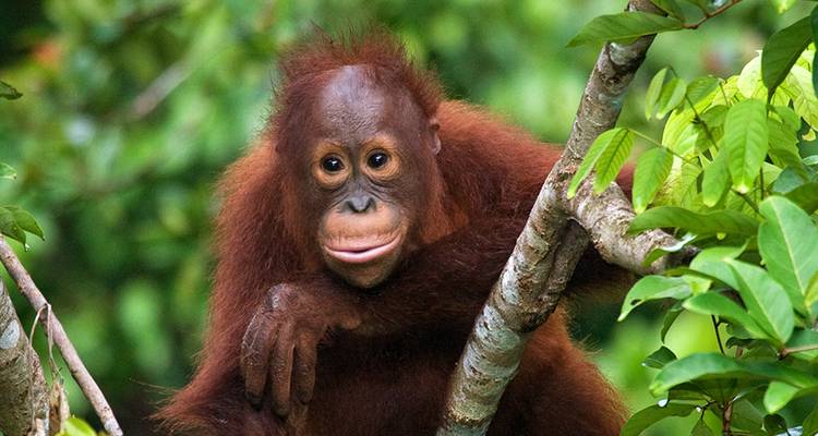 Sabah Discovery - Intrepid Travel