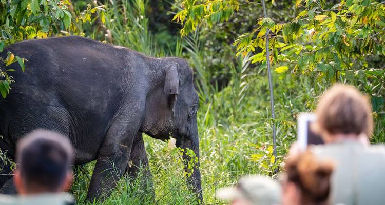 Elefante caminando por un área de hierba observado por turistas.