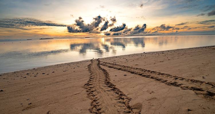 Playa de arena virgen al amanecer con huellas frescas de tortugas que llevan a un mar tranquilo y reflectante con un cielo dorado.