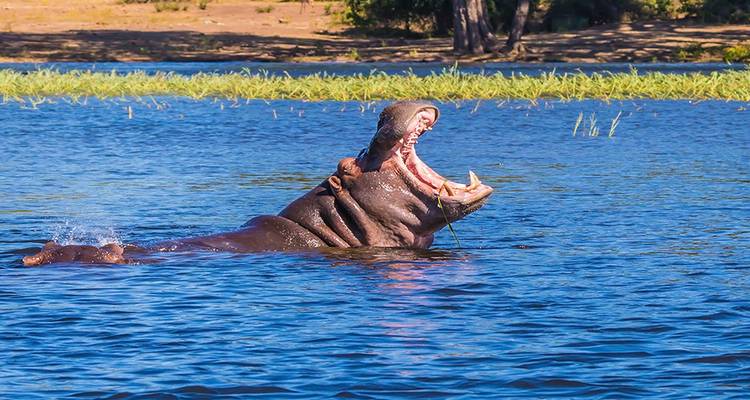 Hippopotame avec la gueule ouverte dans un plan d'eau bleu et calme.