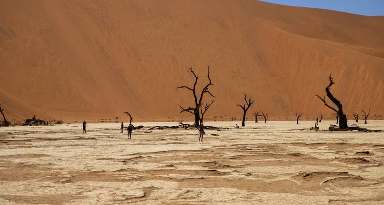 Paisaje árido con árboles secos y dunas del desierto.