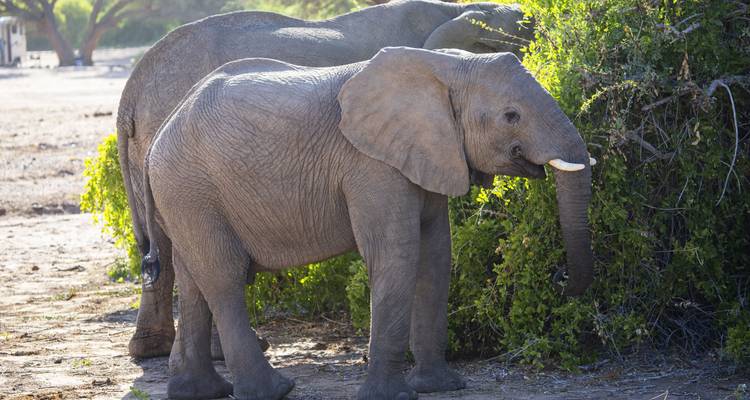 Jonge olifant naast volwassen olifanten in een bosrijk gebied.