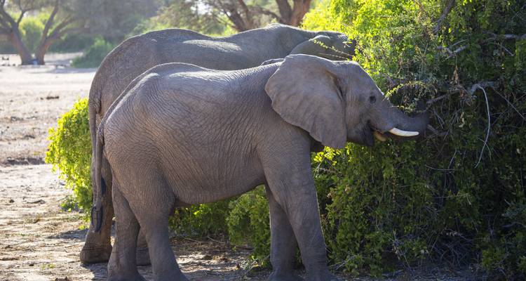 Jeunes éléphants se nourrissant dans un environnement naturel.