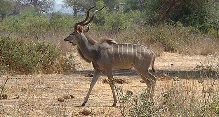 Ruaha National Park Cultural and Biking Safari - Sed Adventures Tours and Safaris
