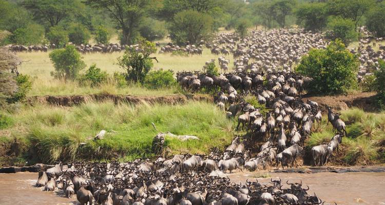 Immense troupeau de gnous traversant une rivière.