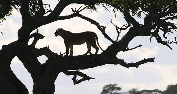 Tanzania Family Safaris - Sed Adventures Tours and Safaris