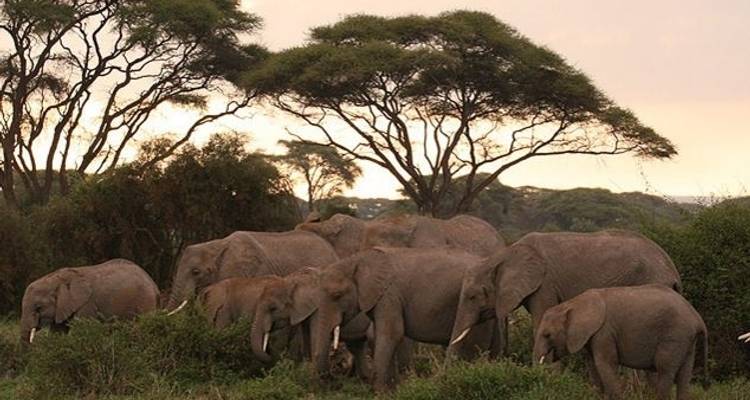 Experience the Magic of Kenya, Amboseli - Sed Adventures Tours and Safaris