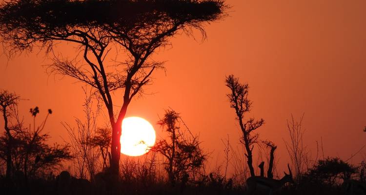 Silhouet van bomen en dieren tegen een zonsondergang.
