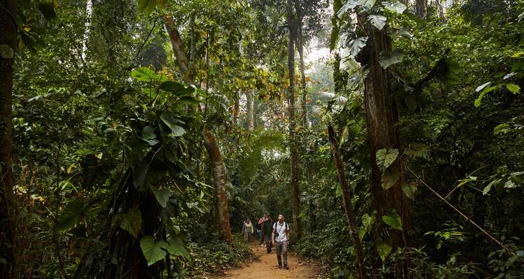 Des gens qui marchent sur un sentier luxuriant dans la jungle.