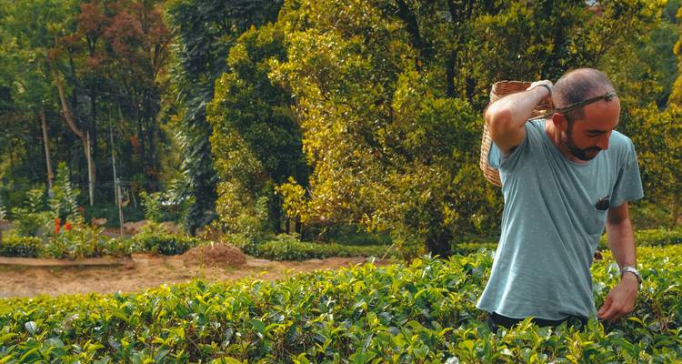 A tea picker in a lush green tea field carrying a basket.