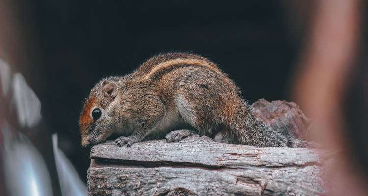 Small mammal on a log in the forest.
