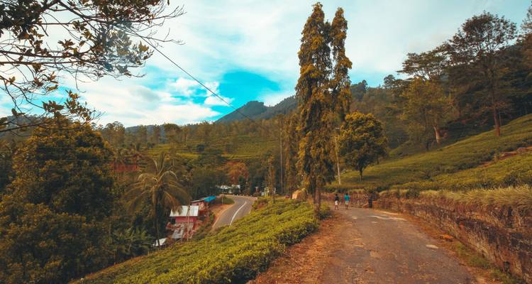 A road winding through a tea plantation with scenic hill views.