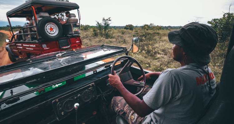 Person driving a jeep on a safari.