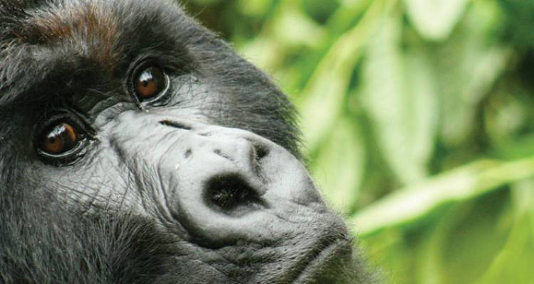 Gorillas & Game Parks - Intrepid Travel