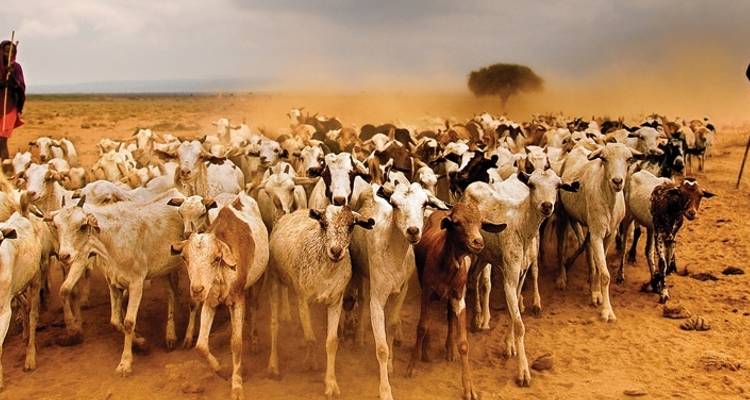 The Masai Heartlands - Intrepid Travel