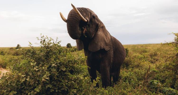 Majestic bull elephant feeding on bushes against open grassland backdrop.