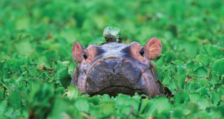Gorillas, Game Parks & Beaches - Intrepid Travel