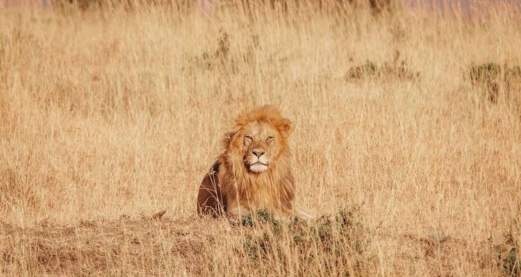 Un león descansando en hierba seca bajo el sol.